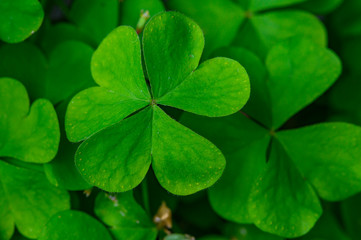 Fototapeta na wymiar Heart-shaped leaves of wood-sorrel (Oxalis acetosella), which is considered lucky charm.