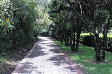 camino naturaleza 