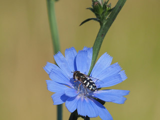 Schwebflige an Zichorienblüte