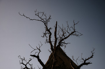 dead tree on dark background,tree without leaf on dark background