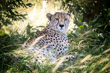 Adult cheetah takes shade in the Masai Mara