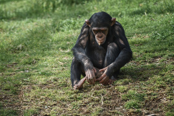 Chimpanzee, Pan troglodytes, common chimpanzee, robust chimpanzee, chimp with coarse black hair, bare face, fingers, toes, palms of the hands, soles of the feet on the green grass