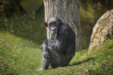 Chimpanzee, Pan troglodytes, common chimpanzee, robust chimpanzee, chimp with coarse black hair, bare face under the tree on the green grass