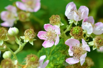 Close-up image of Bramble flowers (Rubus fruticosus).