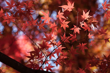 紅葉