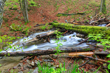 A moss-covered log fell through a forest stream in a damp, damp forest.