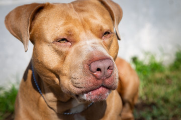 Obraz premium golden pitbull dog. Pit bull.