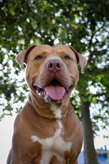 golden pitbull dog. Pit bull.