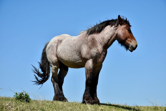 	 Beautiful stallion, draft horse in Zeeland, Holland.	