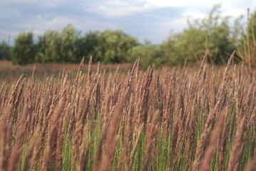 Fototapeta premium young seed grass close up