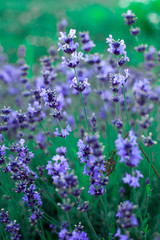 Lavender flower bushes closeup on field