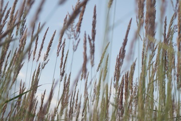 grass seed on the background of the sky