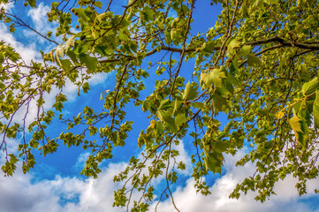 Fototapeta premium Maple branches with young leaves and flowers on a background of blue sky in spring, SPAIN