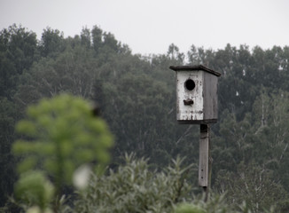 White shabby old birdhouse for birds against the background of distant dark green forest trees.