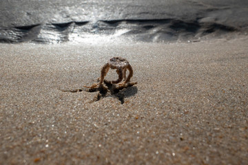 little starfish runs on his legs back to the Atlantic Ocean