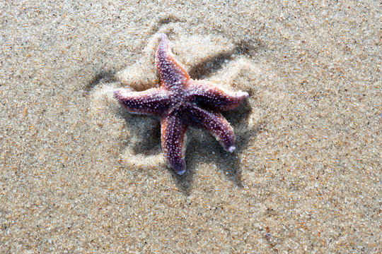 Starfish paints a pattern on the beach in the sand