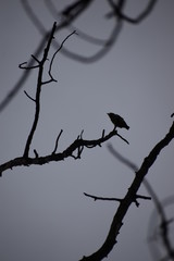Fototapeta na wymiar bird on a branch