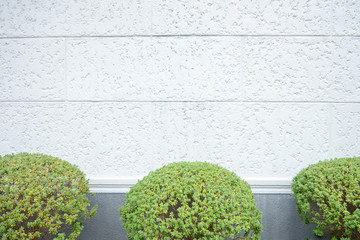 Fototapeta premium brick wall texture