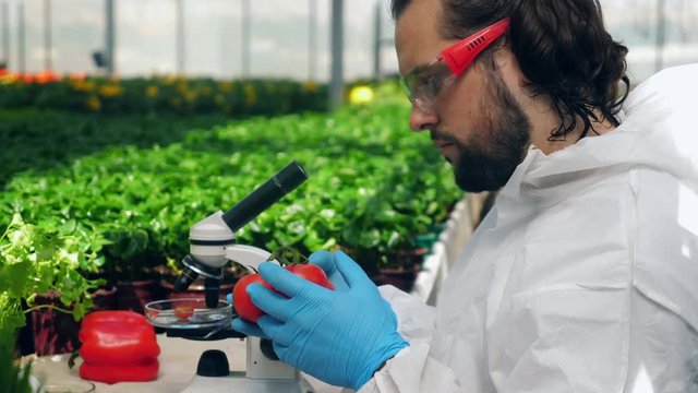 Male botanist checks ripe tomatoes while working with a microscope.