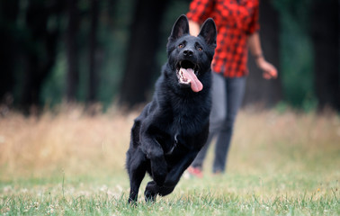 dog black german shepherd jumping on the grass