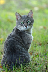 Naklejka na ściany i meble Gray cat sit on the grass