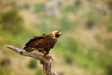 The Spanish imperial eagle (Aquila adalberti), also known as the Iberian imperial eagle, Spanish eagle, or Adalbert's eagle sitting on the branch. Imperial eagle  with mountains in the background.