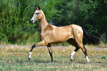 Purebred buckskin Akhal Teke stallion running in trot on the grass in summer.