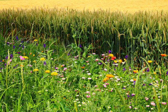 wildblumen am feldrand