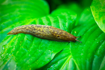 big slug in the garden on green leaves
