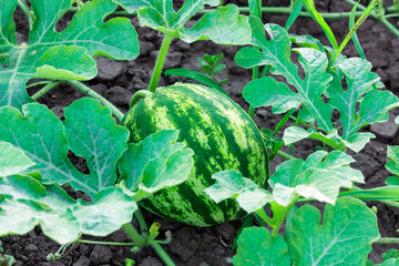 ripe watermelon on the ground in the field