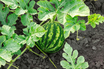 ripe watermelon on the ground in the field