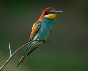 Bee eaters bird