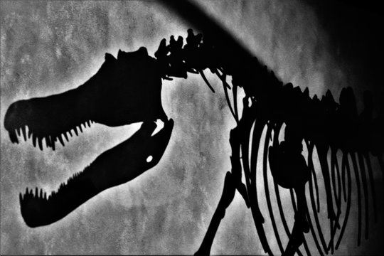 Ombre de dinosaure