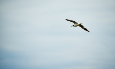Fototapeta premium Seagull flying in a blue sky. Freedom sensation. Space for text.