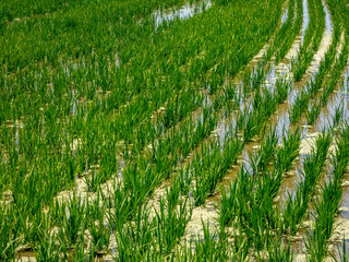 Green grass rice cereal field in Catalonia, delta river Ebro, Spain