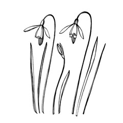 Snowdrop spring flowers. Botanical plant illustration. Vintage medicinal herbs sketch set of ink hand drawn medical herbs and plants sketch.