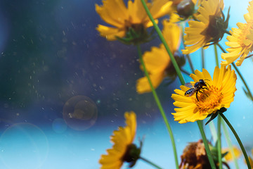 Fototapeta na wymiar Bee sitting on a yellow flower against a blue sky