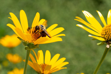 Pollinating Bee 