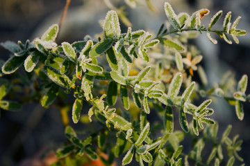 first hoar frost in autumn on green leaves