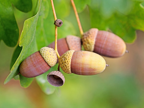 Deutsche Eiche, Quercus, Eicheln
