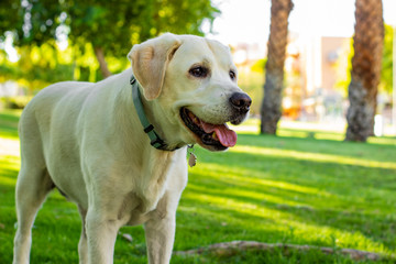 domestic white adult smiling Labrador portrait in sunny park space for walking with pets, animal shelter concept picture, copy space 
