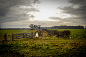 Fototapeta premium Dutch landscape