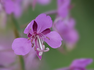 rosa Blüte mit viel Tiefenschärfe im Detail: Schmalblättriges Weidenröschen, Epilobium angustifolium