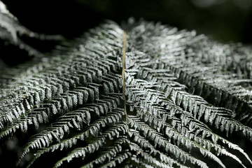 Farn Farnblatt Pflanze