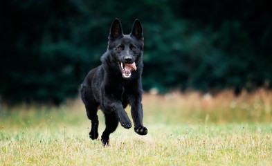 dog black german shepherd jumping on the grass