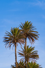 Fototapeta premium Palm trees and a blue sky