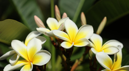  Frangipani Plumeria 