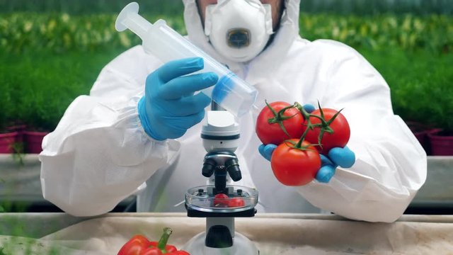 A person injects tomatoes with a big syringe at a greenhouse.