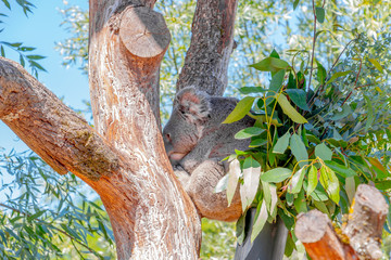 Koala sitzt angespannt auf Eukalyptusbaum. Weiblicher Koalabär