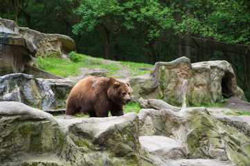 Obraz na płótnie Canvas Spaces not cages. Large brown bear animal on natural landscape. Wild bear animal. Bear or ursus arctos predatory animal. Wild animal of the bear family